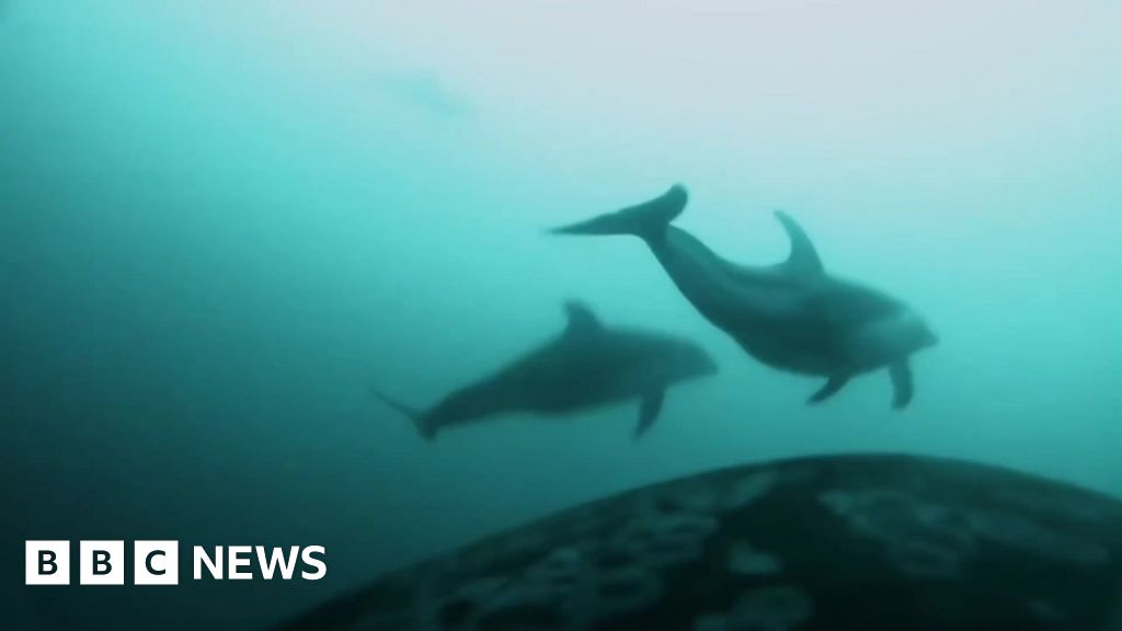 Killer whales and dolphins seen hunting together in rare video
